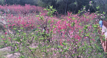 春暖花開 光臣照明春游活動圓滿結束